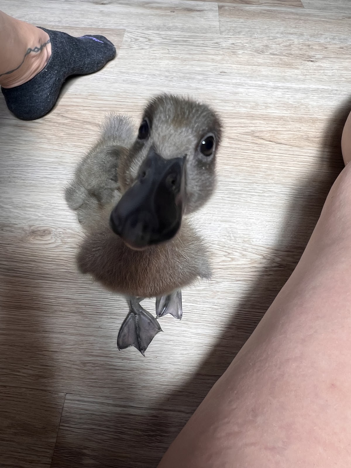 Blue Runner Duckling