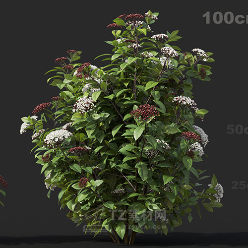 Maxtree - Plant Models Vol.60