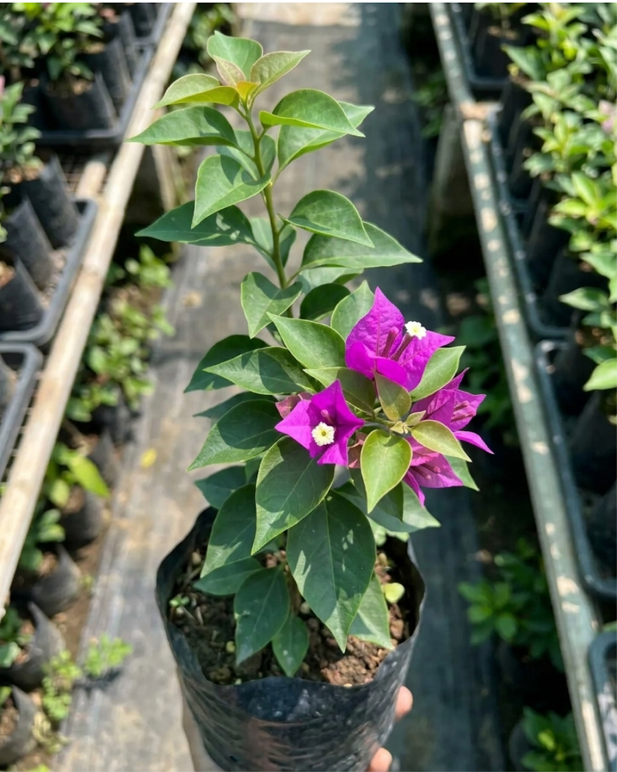 Imported Star Bougainvillea Plant — view 4