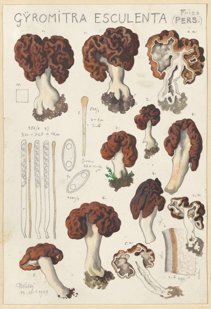 Gyromitra esculenta 1915 1945