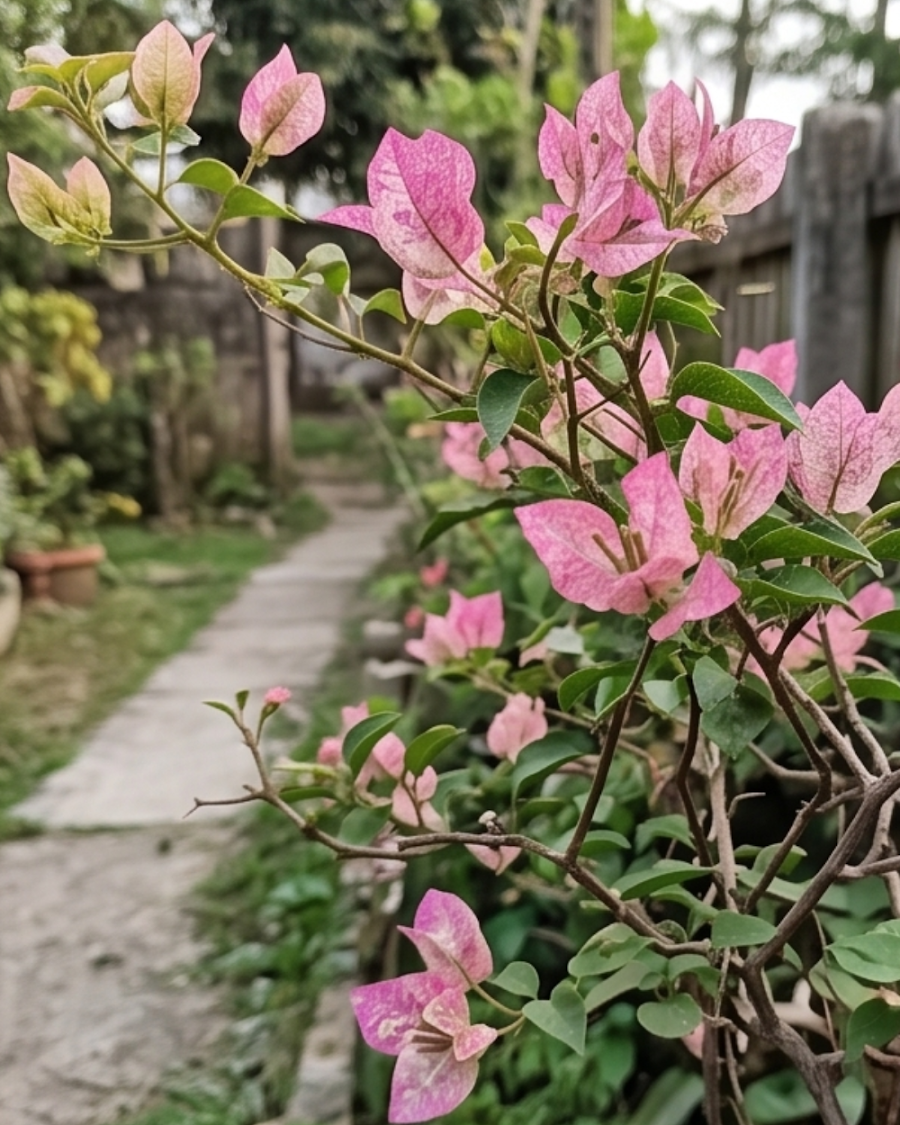 Imported Sexy Ice Bougainvillea Plant — view 4