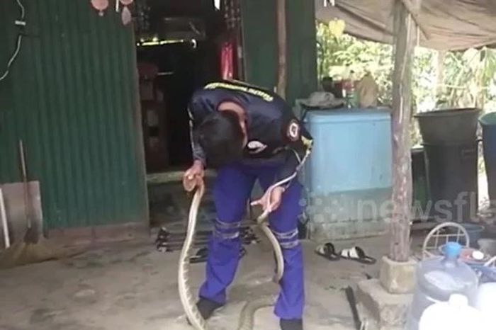 Phát hiện rắn hổ mang chúa dài 3 mét trong bếp, người phụ nữ hoảng loạn gọi cứu hộ - Tạp chí Doanh Nghiệp Việt Nam