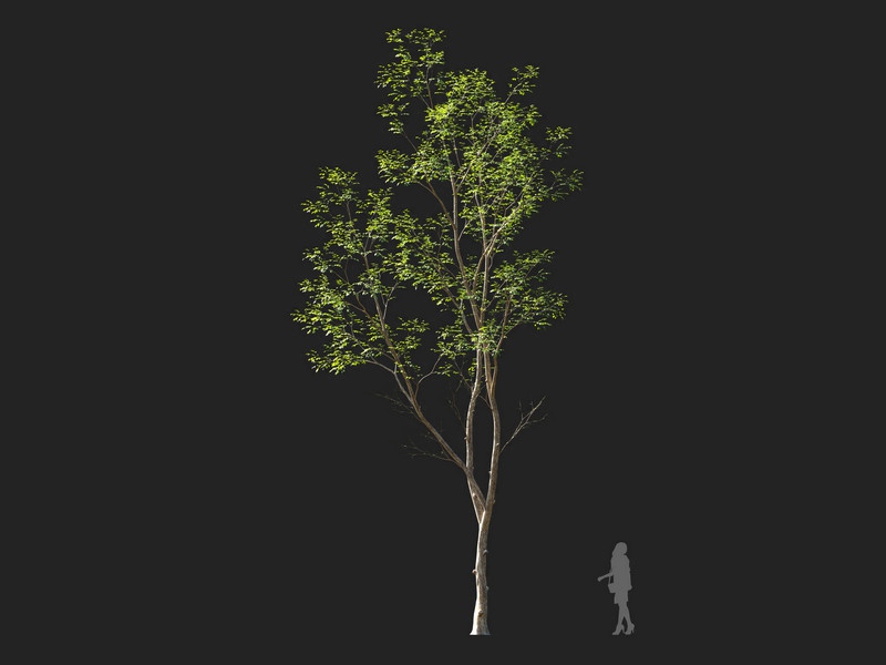 Maxtree - Plant Models Vol.114