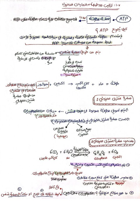 شرح تركيب ووظيفة البلاستيدات الخضراء - أحياء الصف 12 الفصل 2