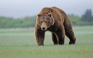 Grizzly Bear Wallpaper