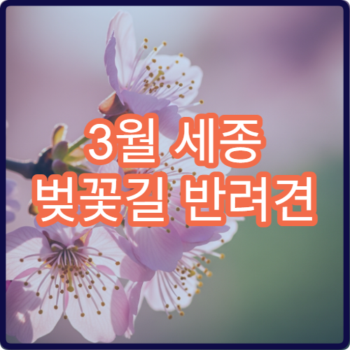 3월 세종 벚꽃길 반려견 산책 허용 구역 안전 코스
