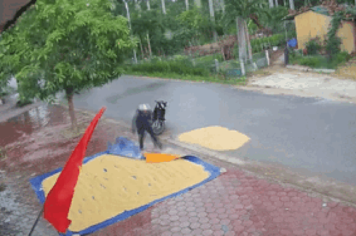 Phơi lúa ngoài vỉa hè, chủ nhà lúc check camera lập tức chia sẻ lên mạng khoảnh khắc xem được - Tạp chí SaoStar