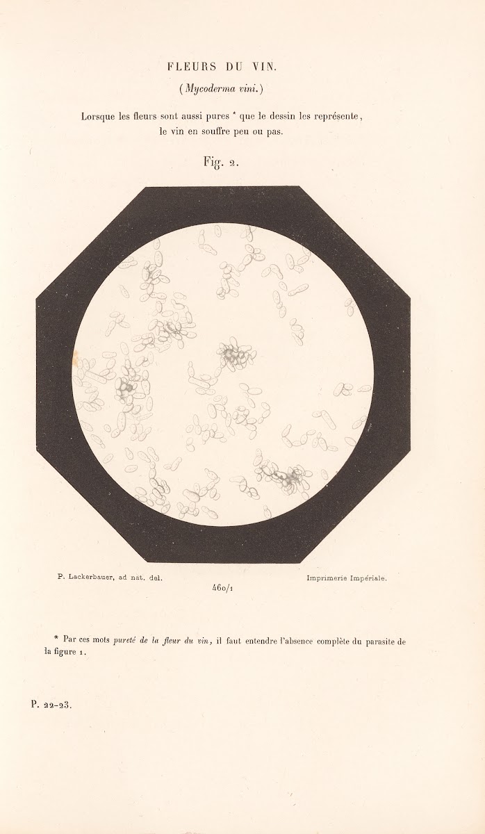 Études Sur Le Vin Pl28 1866