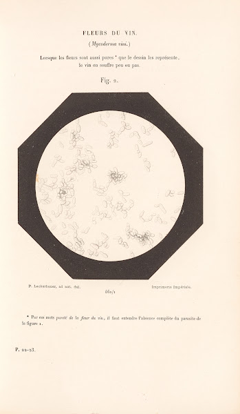 Études Sur Le Vin Pl28 1866