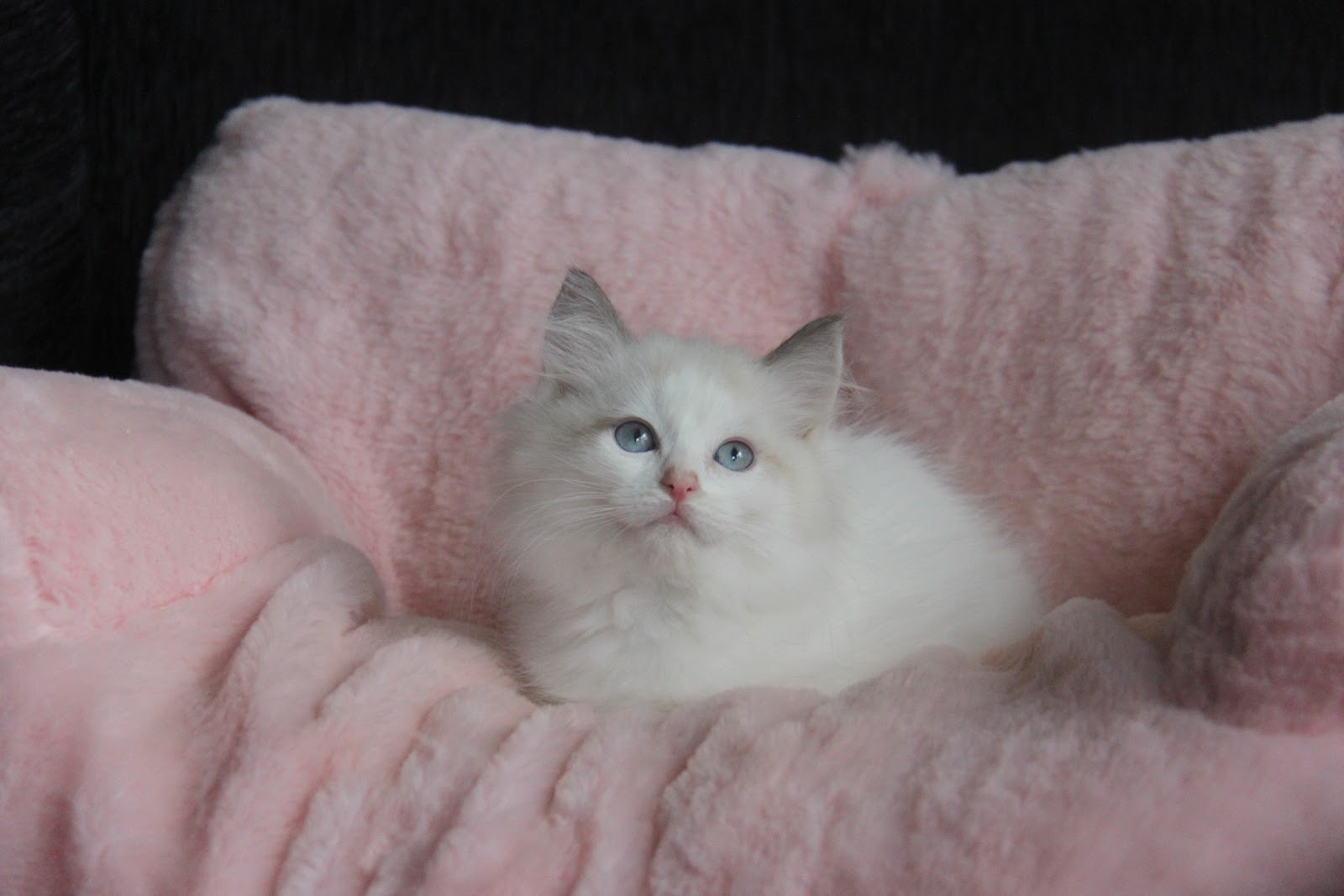 11/7出生 優質布偶貓梵色弟弟