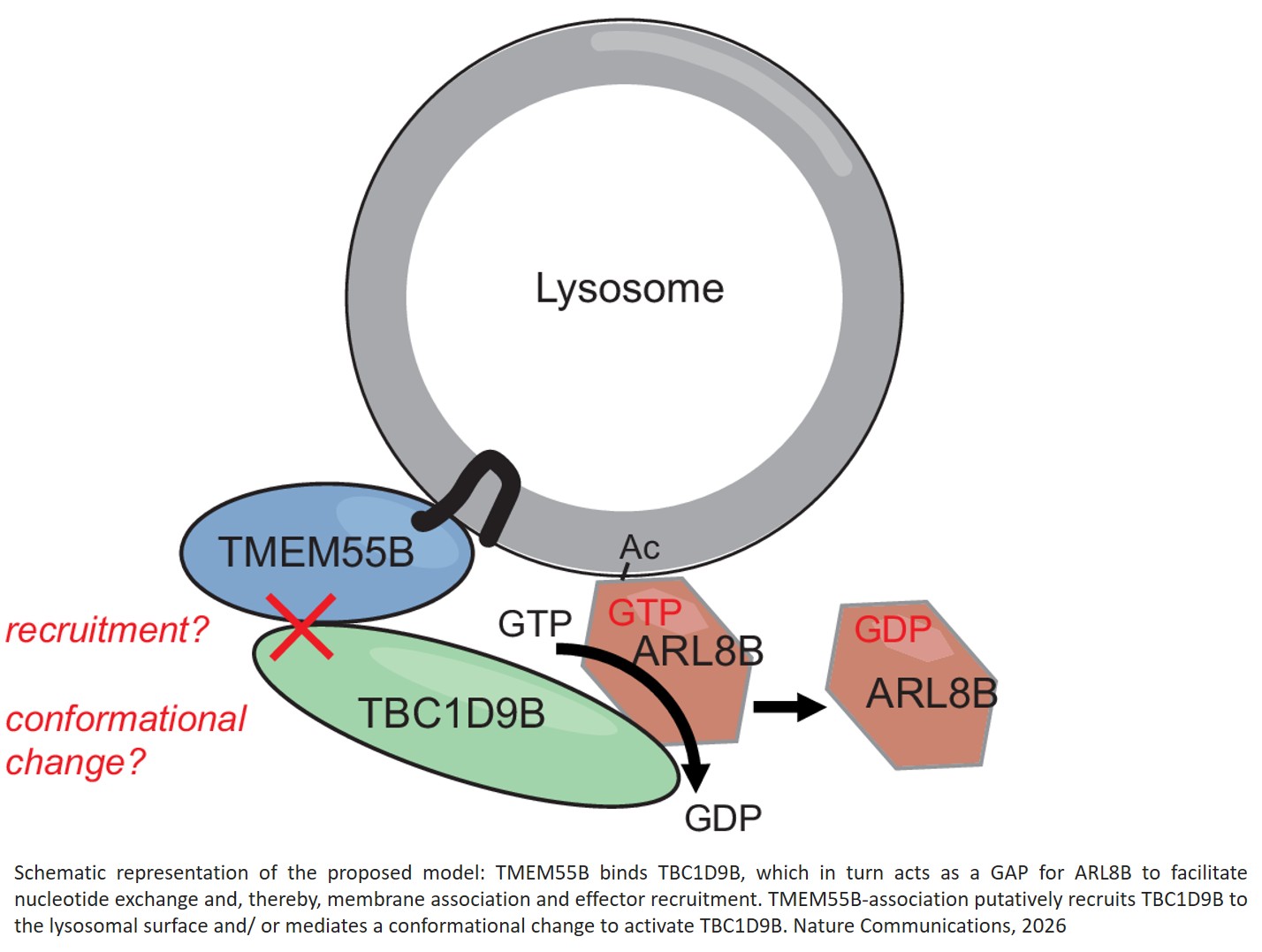 Control of lysosome function by the GTPase- activating protein TBC1D9B and its binding  partner TMEM55B