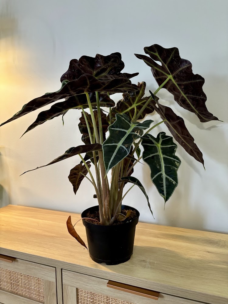 Alocasia Polly