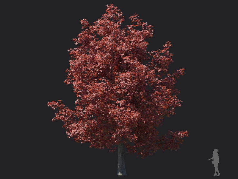 Maxtree - Plant Models Vol.116