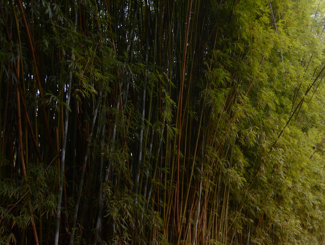 인생샷 100% 보장! 죽녹원 포토존 TOP 3