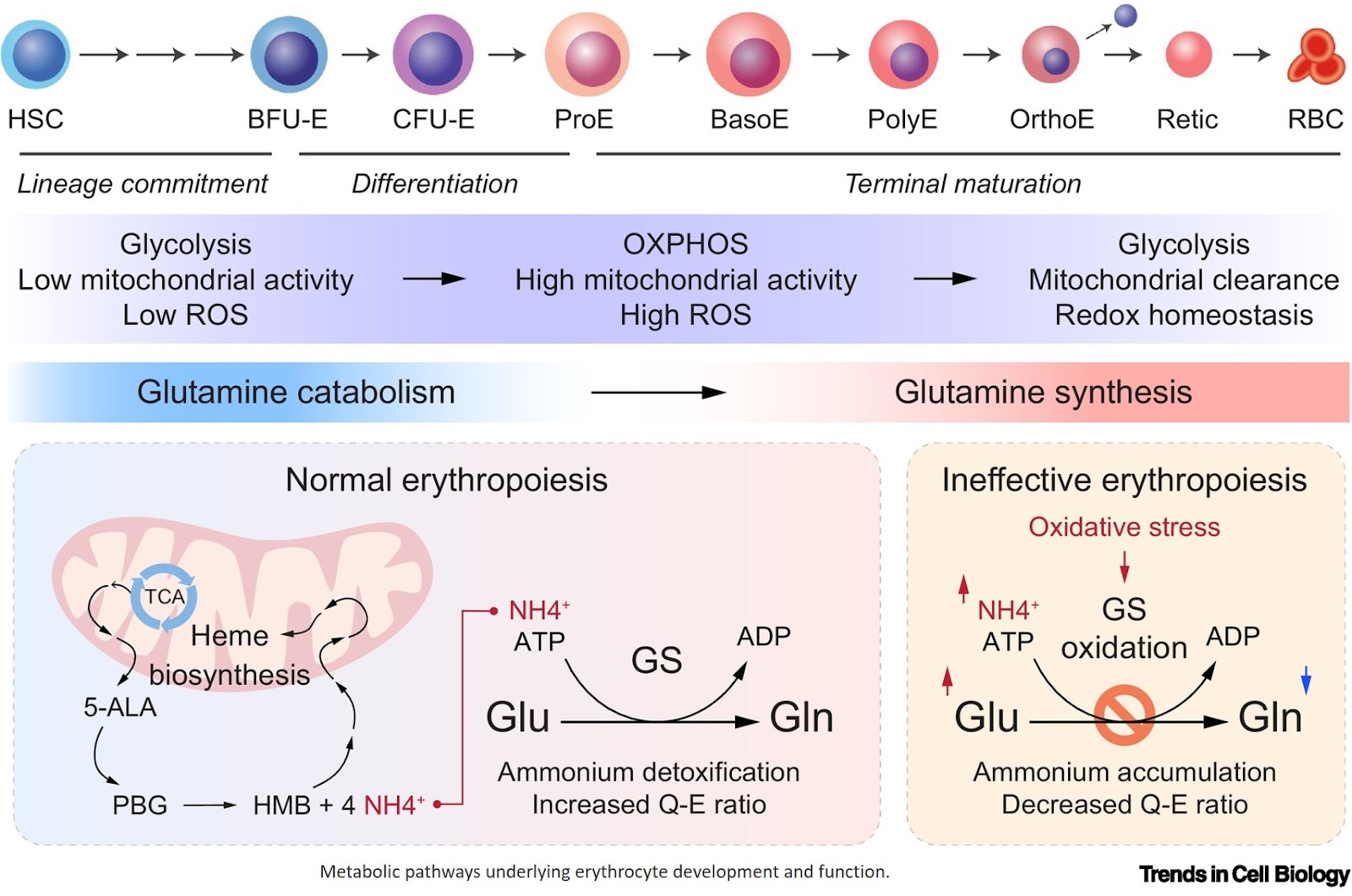 Erythroid cell metabolism