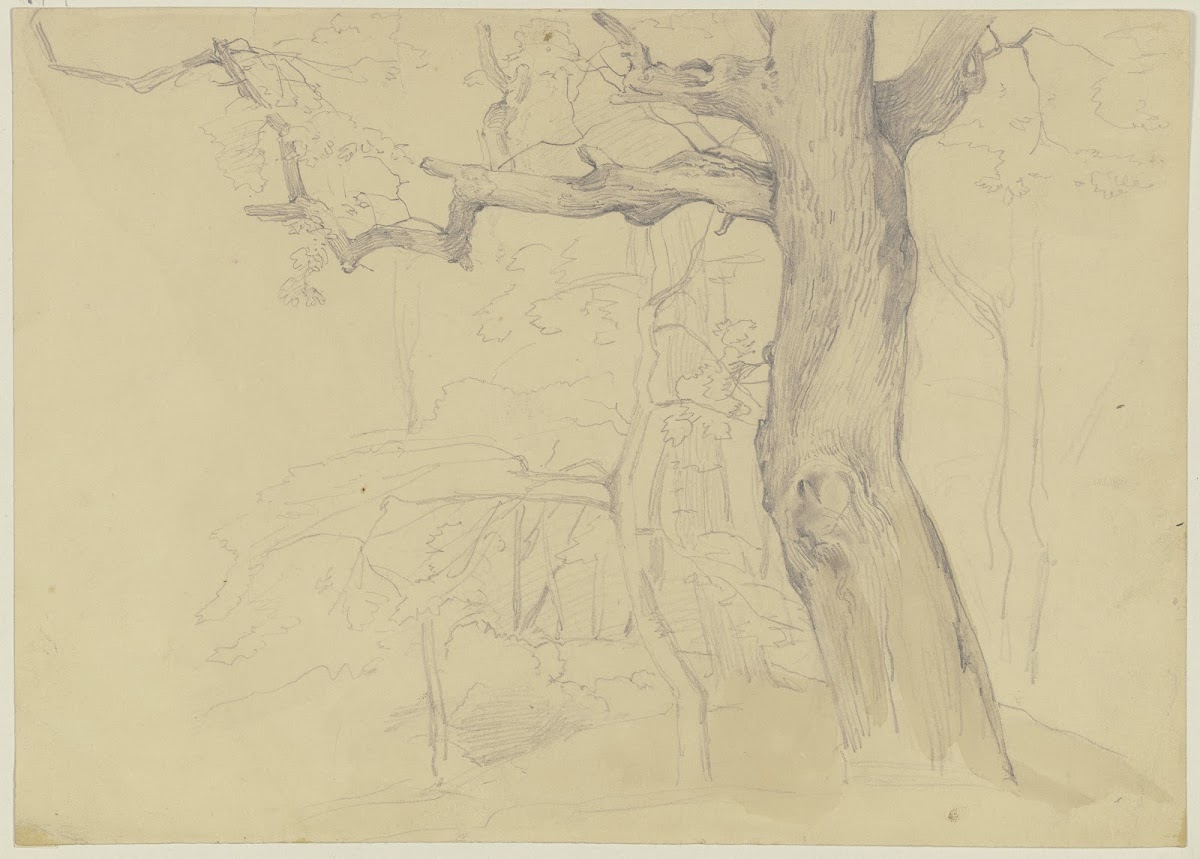 Group of trees