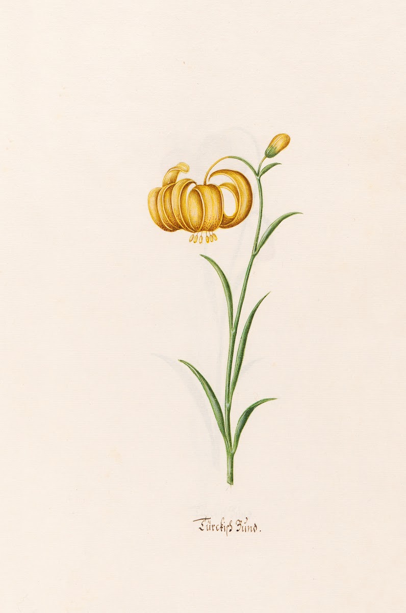 Türckish Bünd 1692
