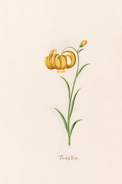 Türckish Bünd 1692