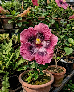 Hibiscus Asia Purple Temptation