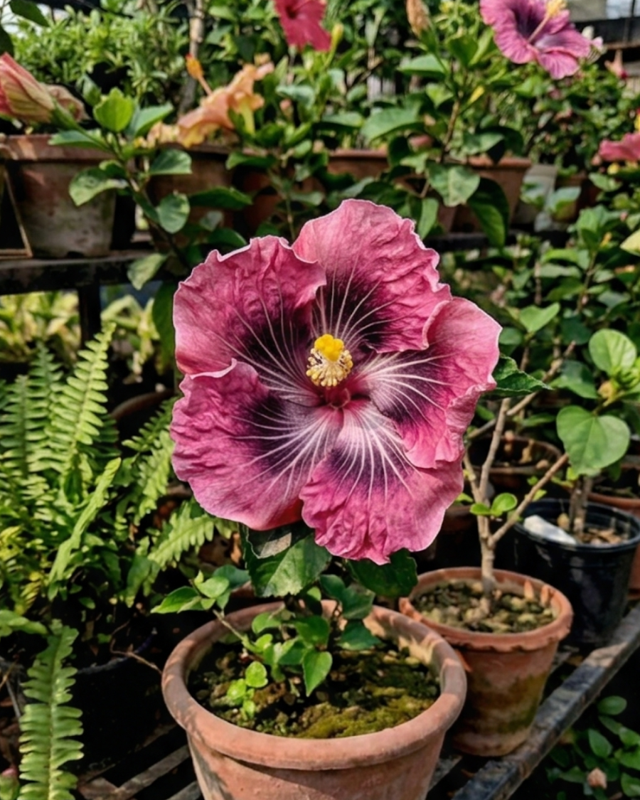 Hibiscus Asia Purple Temptation — view 1
