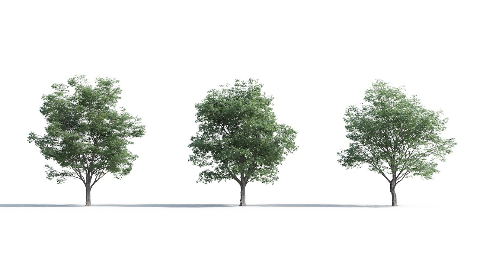 Maxtree - Plant Models Vol.5