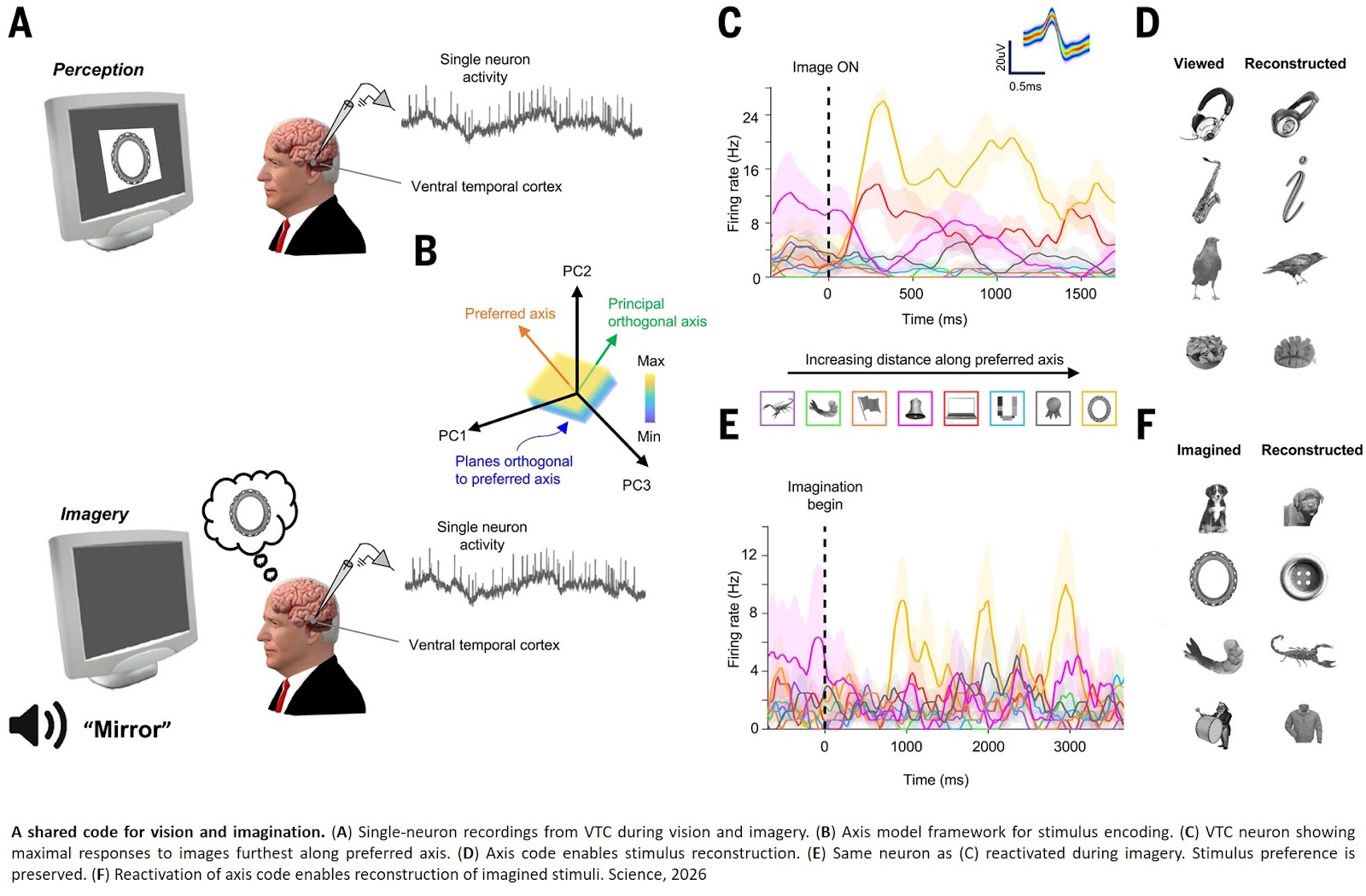 People use same neurons to see and imagine objects