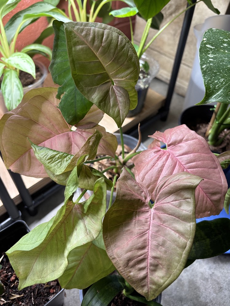 Syngonium Neon Robusta 
