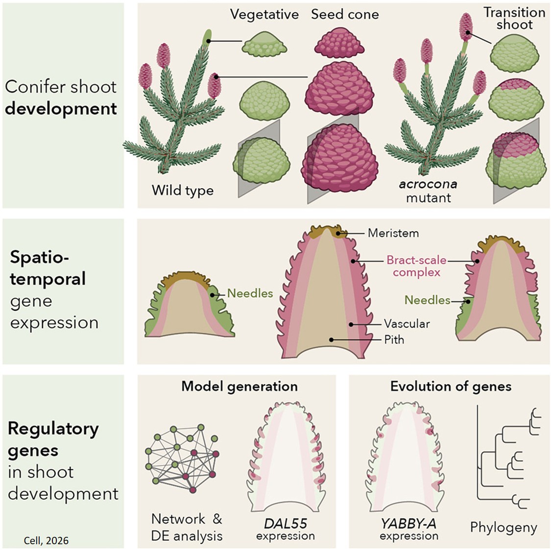 Norway spruce spatiotemporal programs of conifer reproductive development