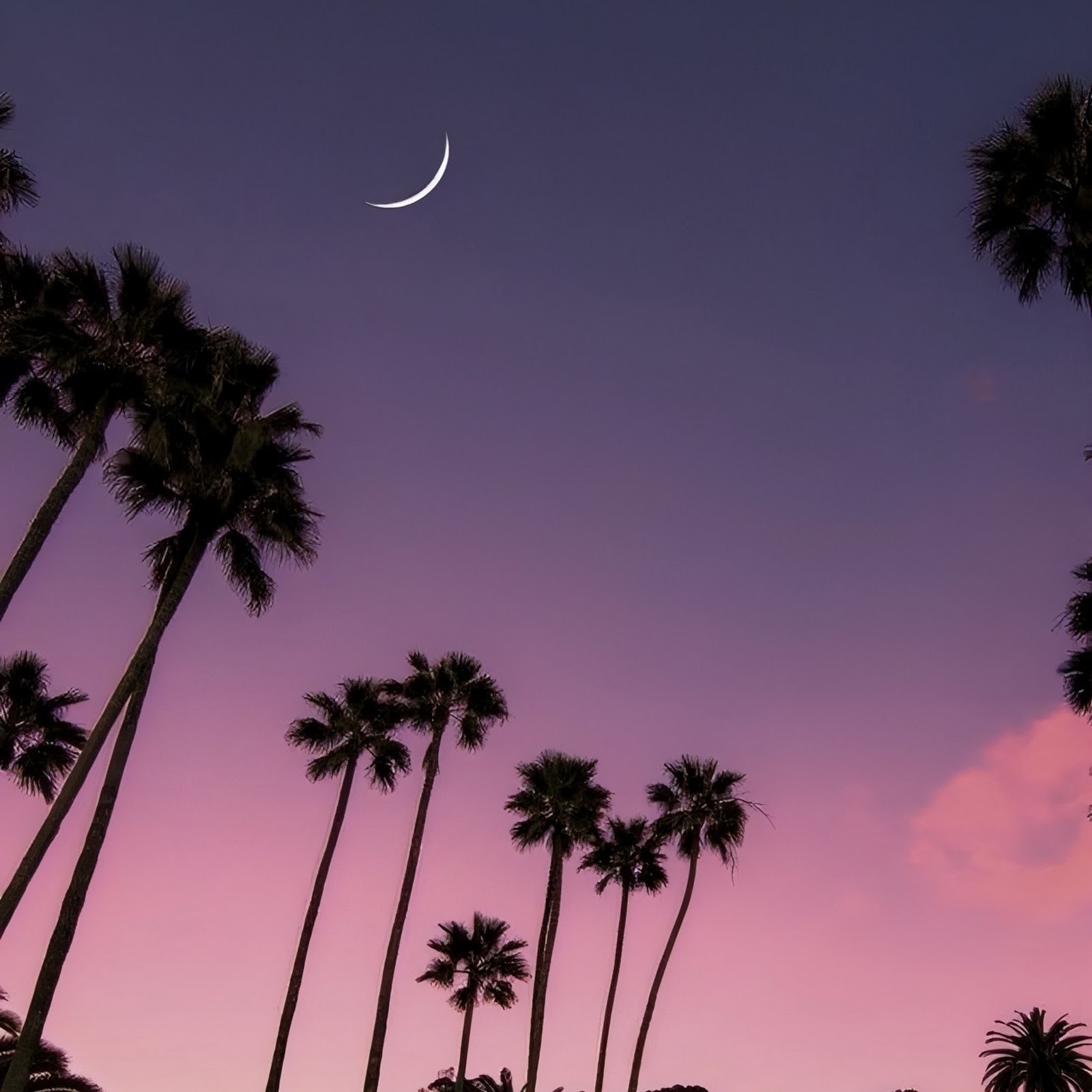 Download Palm Trees Under Crescent Moon Full HD iPhone