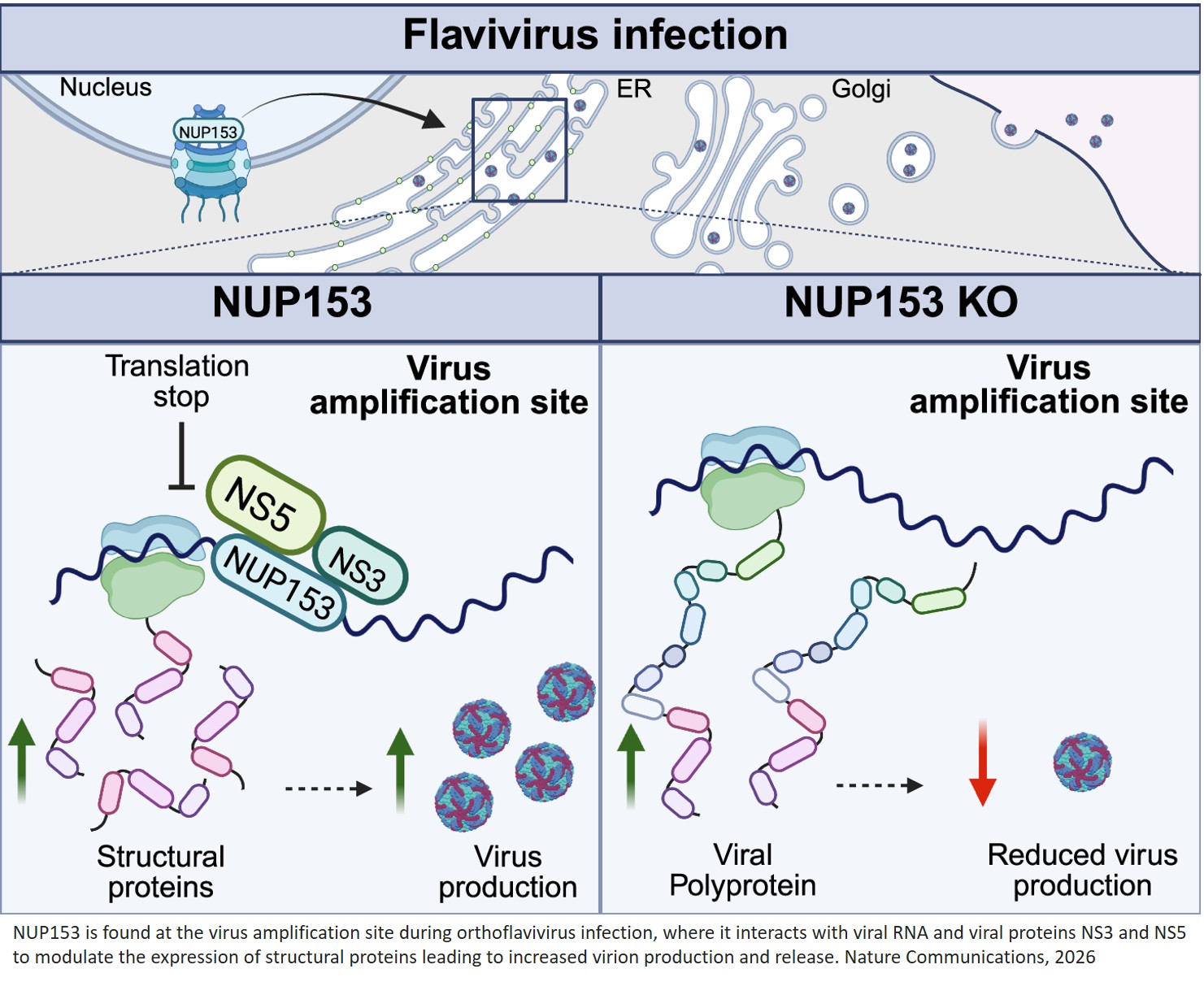 Proviral NUP153 binding to viral proteins and RNA regulates structural–nonstructural protein ratios in orthoflavivirus infection