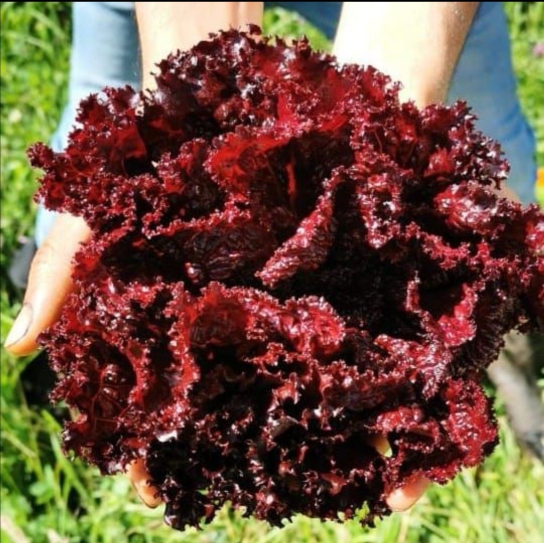Comprar Lechuga morada crespa orgánico
