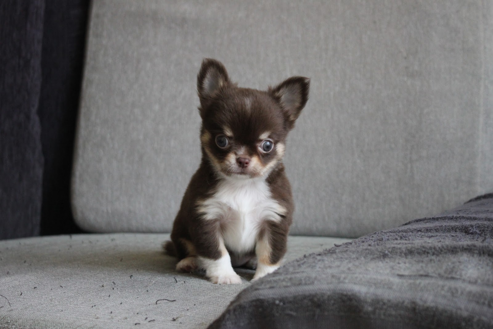 1/16出生 2號高端優質迷你長毛吉娃娃巧克力奶油四目妹妹