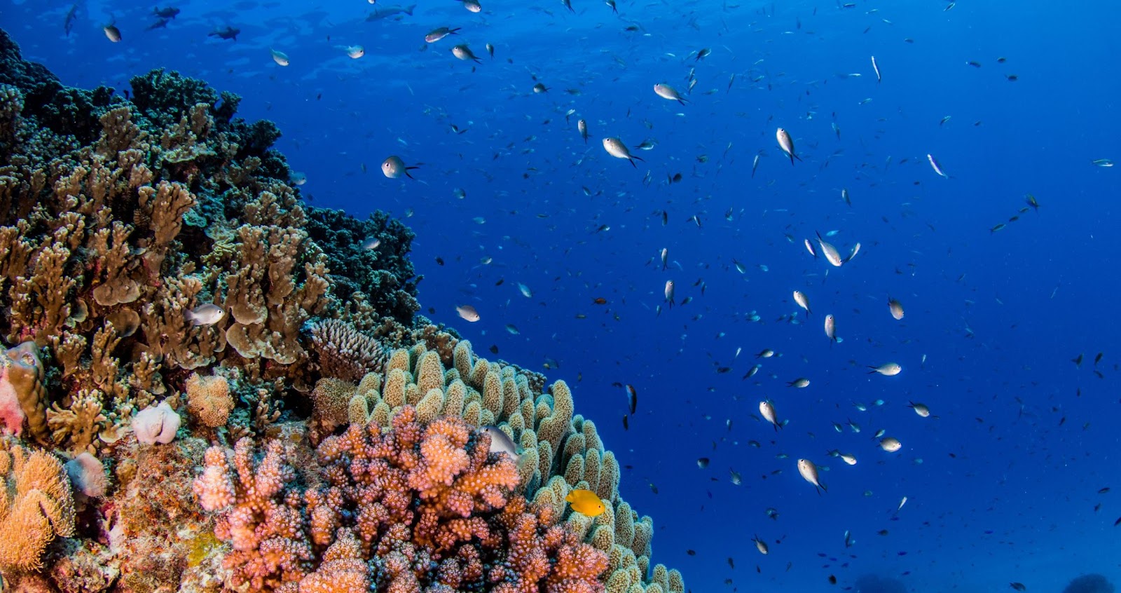 Colorful corals of the great barrier reef with a lot of small little fish swimming in the backdrop of vast blue sea