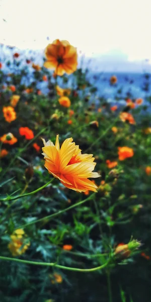 Wild Chrysanthemum Flower 4K iPhone Wallpaper Background
