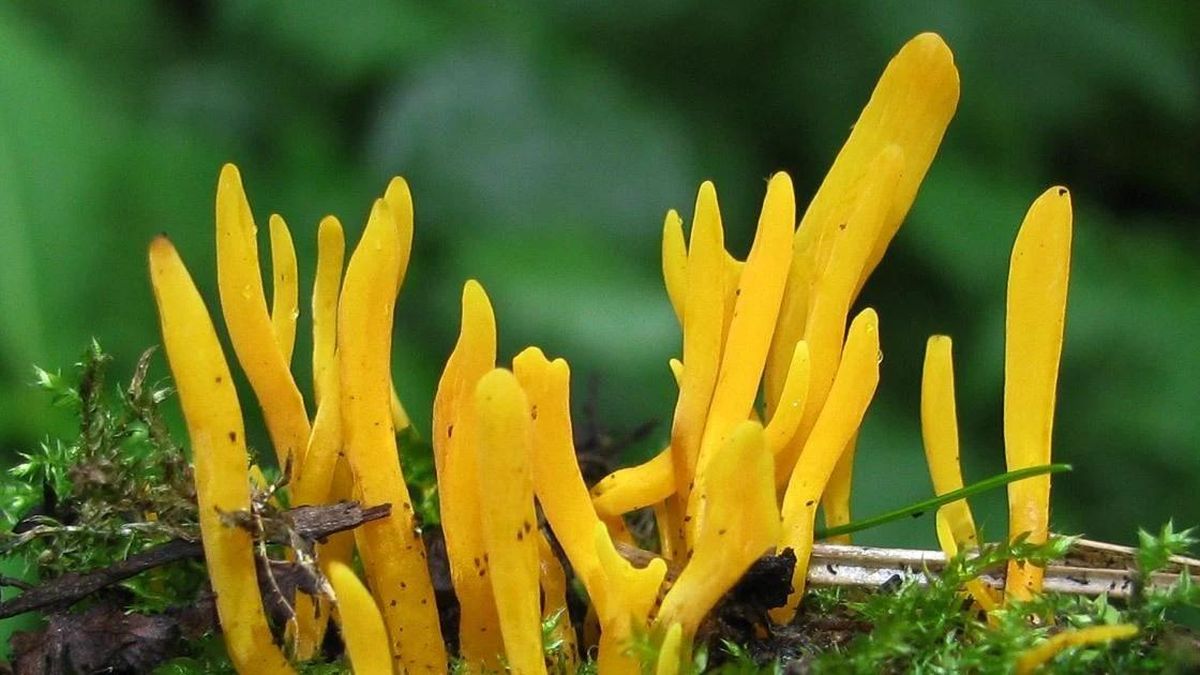 Điều kỳ thú của sinh vật như san hô vàng rực mọc lên giữa đồng cỏ châu Âu - Báo Tri thức &amp; Cuộc sống