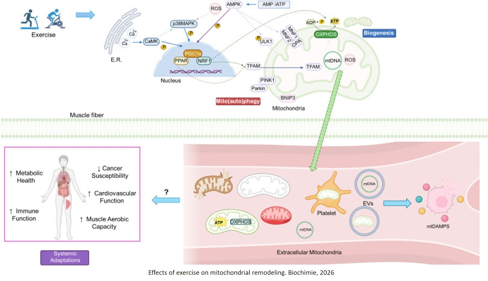 Extracellular mitochondria: a potential player involved in exercise health benefits