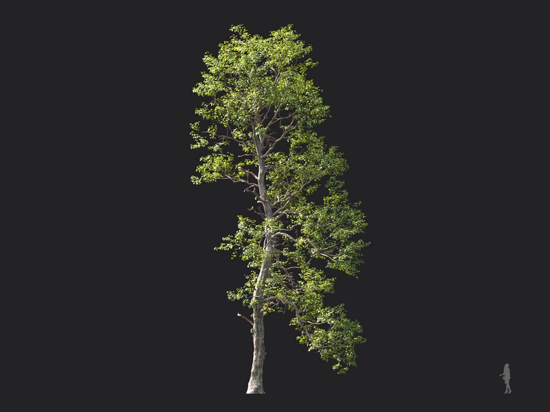 Maxtree - Plant Models Vol.124