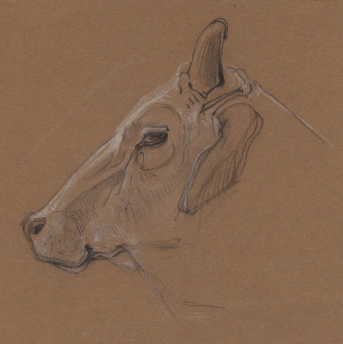 Zebu 1866