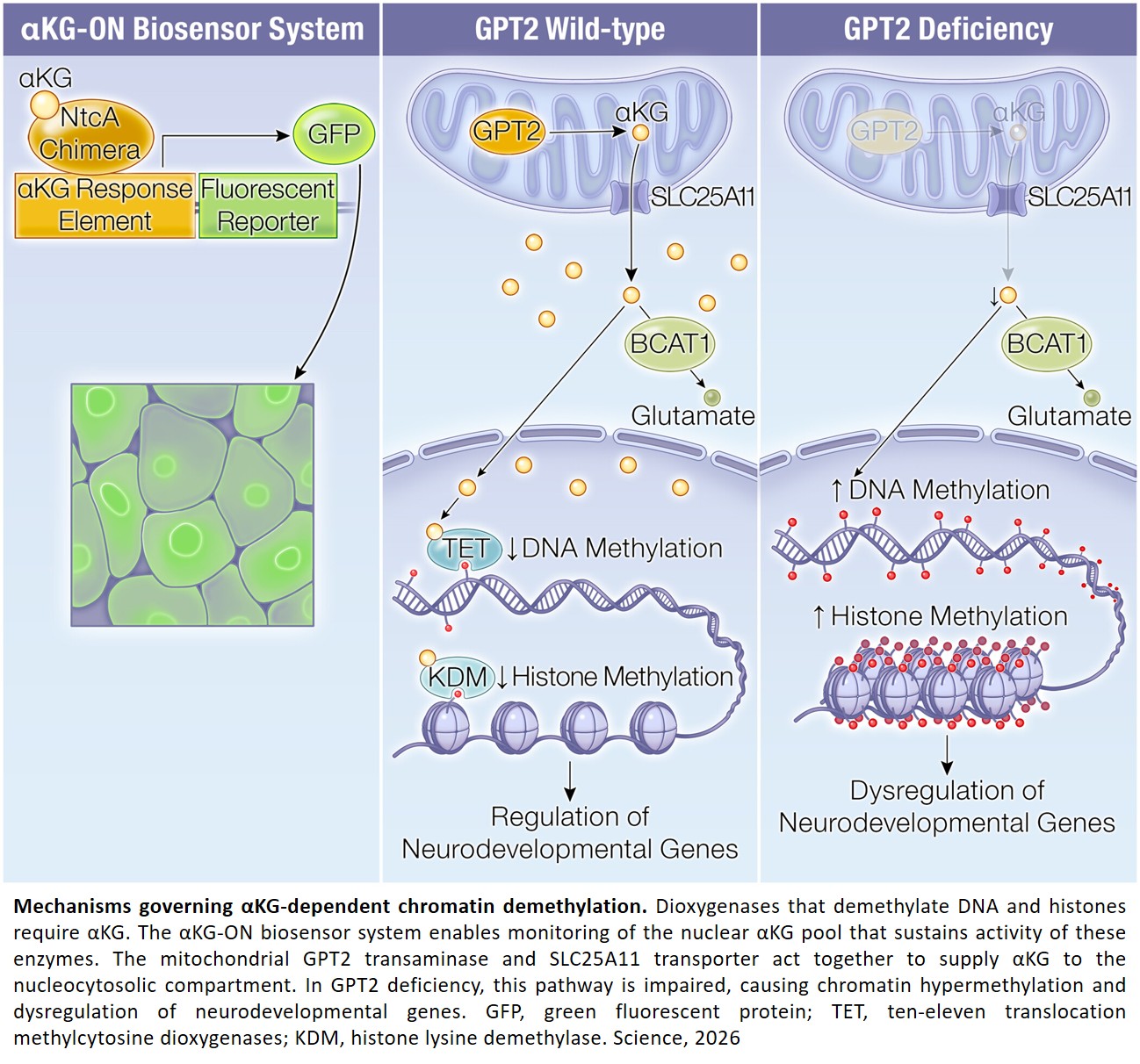 Mechanisms of α-ketoglutarate signaling to chromatin