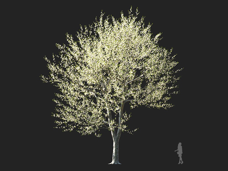 Maxtree - Plant Models Vol.132