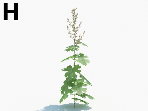 Maxtree - Plant Models Vol.3