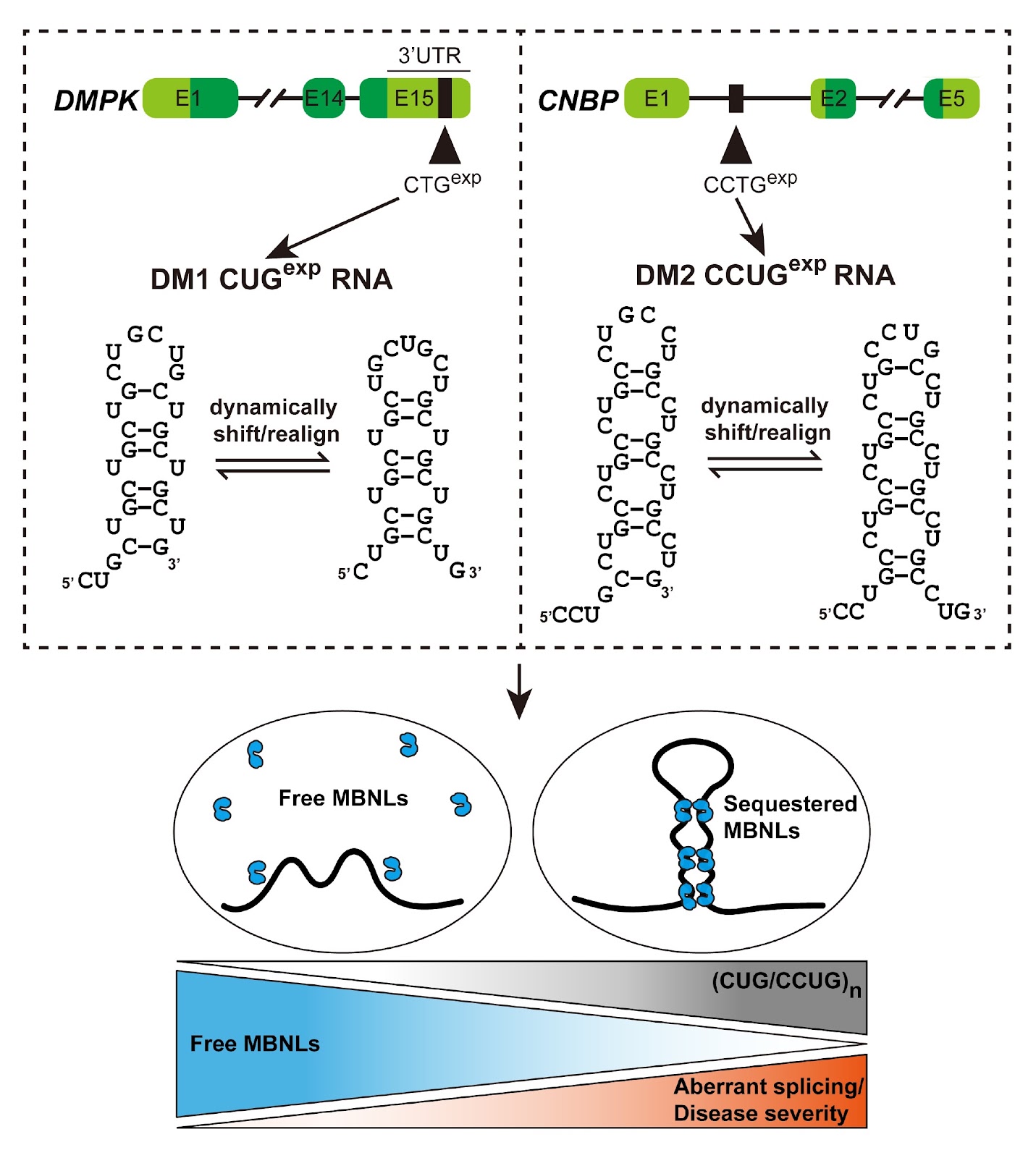 RNA structure in alternative splicing regulation: from mechanism to therapy