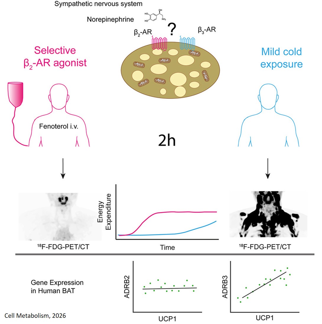 Beta2-adrenergic stimulation by fenoterol increases energy expenditure without activating human brown adipose tissue