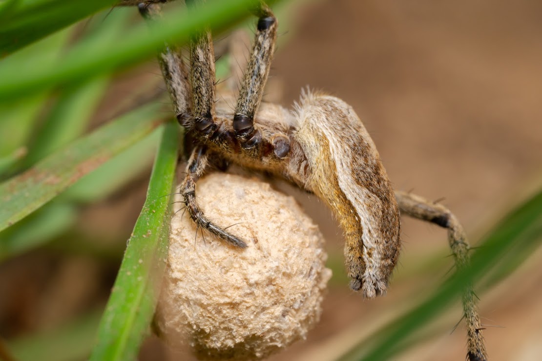 Pisaura mirabilis