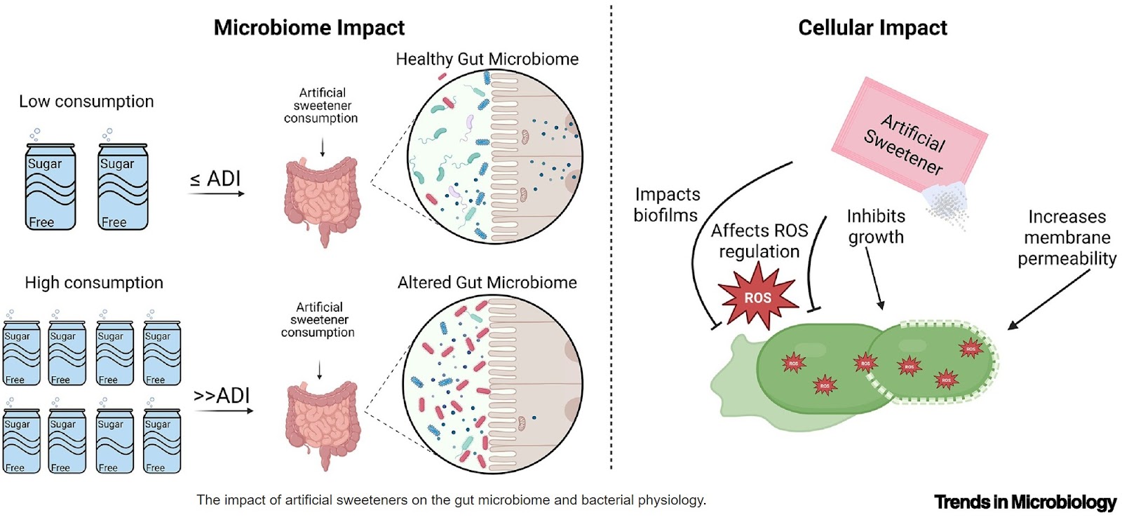 The impact of artificial sweeteners on bacterial physiology and the microbiome