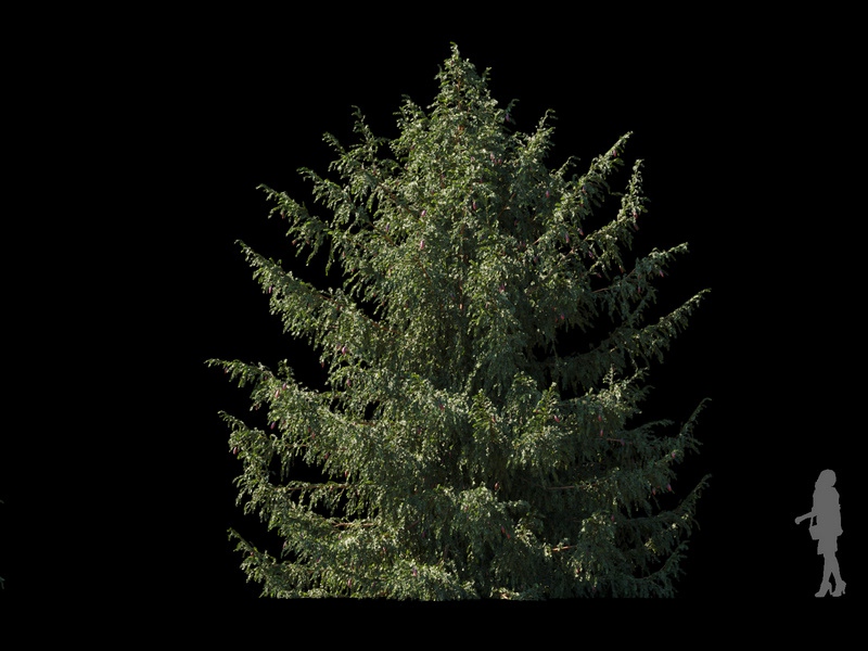 Maxtree - Plant Models Vol.120