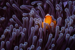 Fish Wallpaper
