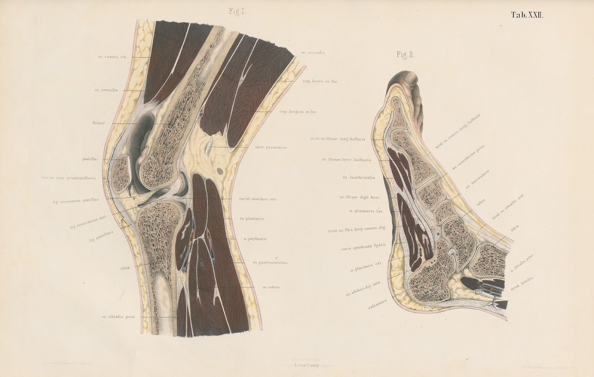 Topographisch anatomischer Atlas nach Durchschnitten an gefrornen Cadavern Pl24