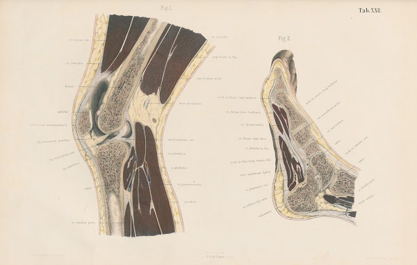 Topographisch anatomischer Atlas nach Durchschnitten an gefrornen Cadavern Pl24