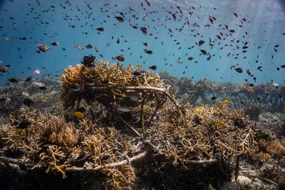 Coral reef gili island, what is biorock, how biorock works, Gili eco trust, Gili island tourism. CarbonEthics Indonesia